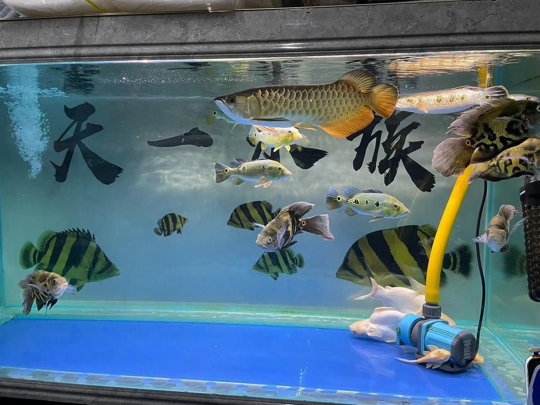 白水哪個水族館龍魚好？祥龍魚場龍魚