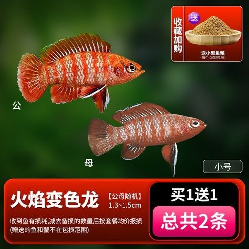 給我一張火焰變色龍的照片