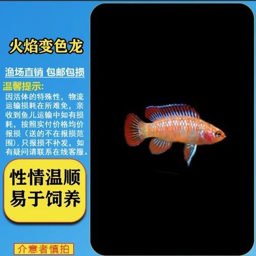 給我一張火焰變色龍的照片