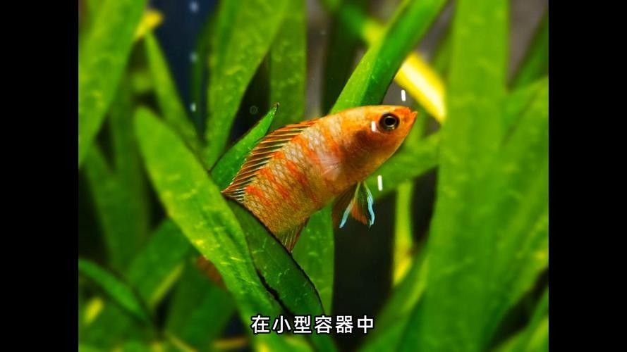 給我一張火焰變色龍的照片
