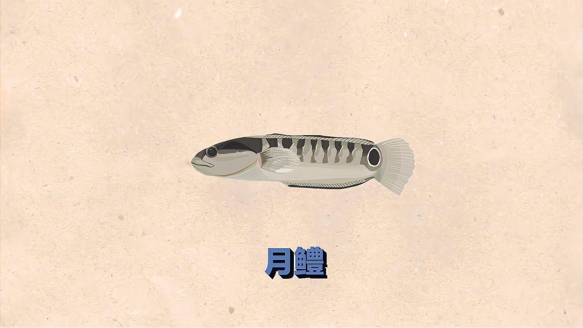 巴卡雷龍與普通月鱧有何區別？（史上最全鱧科家族成員介紹卡雷龍（bacalia））