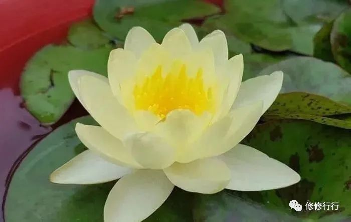如何正確清潔和保養(yǎng)金龍魚擺件（家居top金龍擺件最忌三種東西）