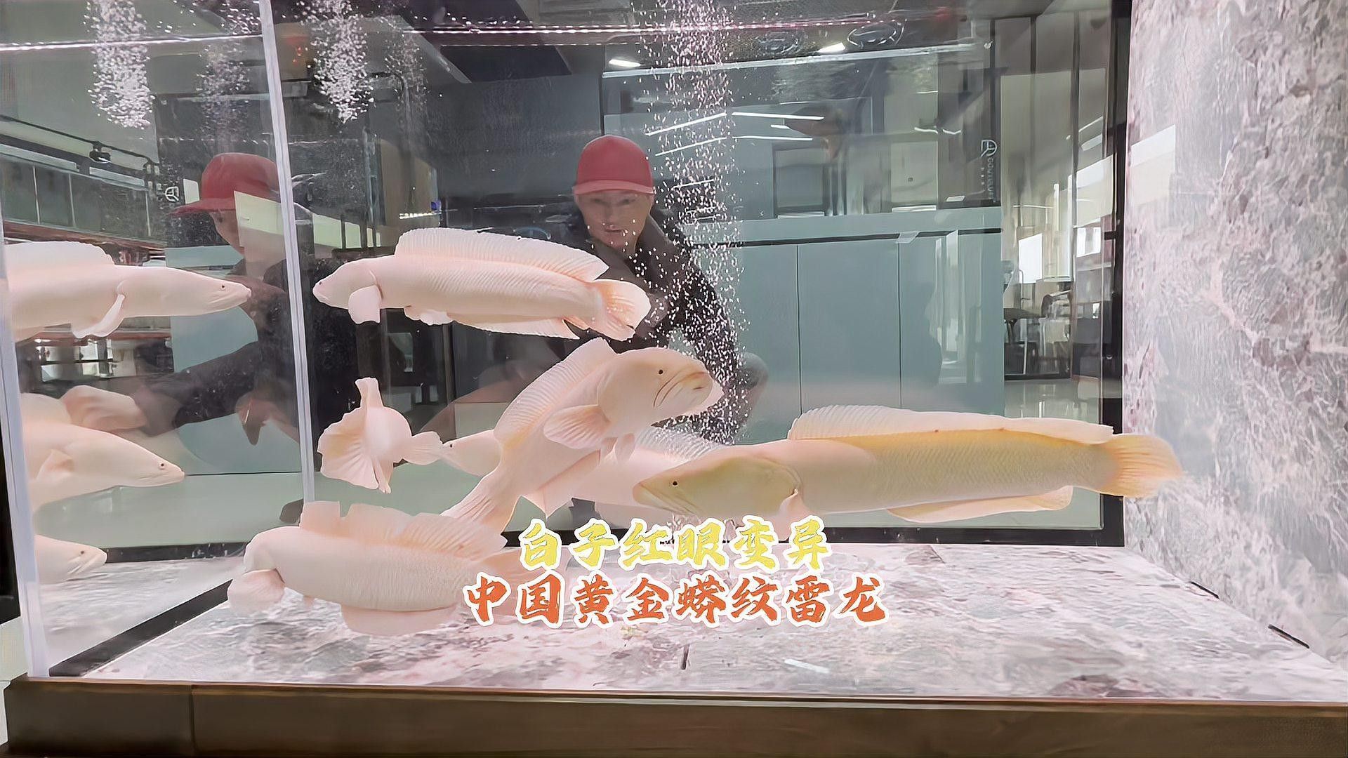 變異黃金雷龍魚有哪些品種？（變異黃金雷龍魚的特點是什么？）