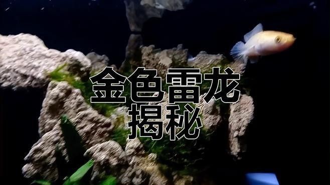 變異黃金雷龍魚有哪些品種？（變異黃金雷龍魚的特點是什么？）