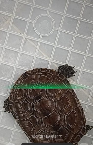 如何辨別真假玉質龍龜