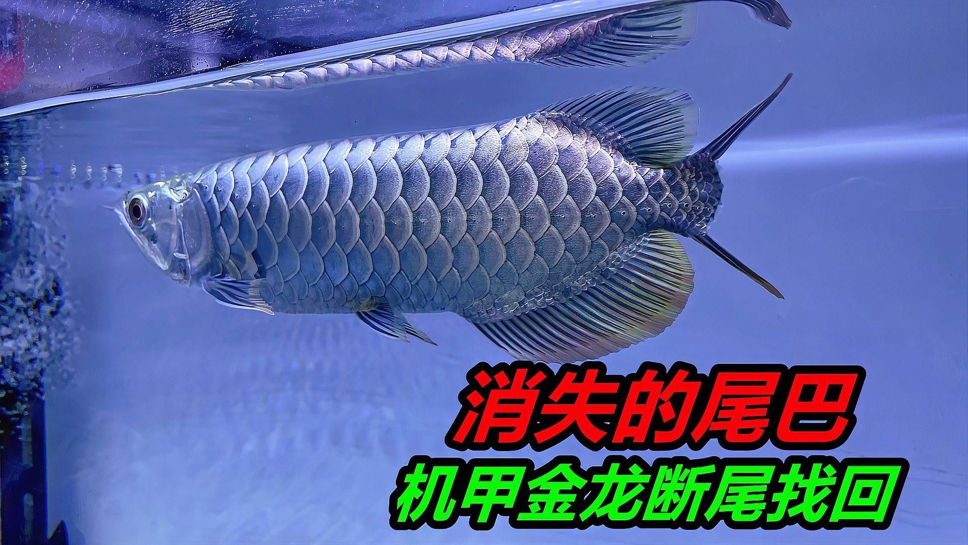如何預(yù)防龍魚豎尾？ 如何預(yù)防龍魚豎尾？ 龍魚百科 第2張