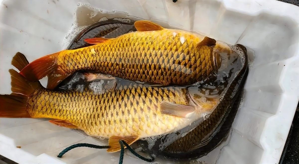 金龍魚打窩后多久發窩（金龍魚打窩后多久發窩，影響發窩時間的因素）
