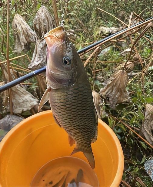 金龍魚打窩后多久發窩（金龍魚打窩后多久發窩，影響發窩時間的因素）