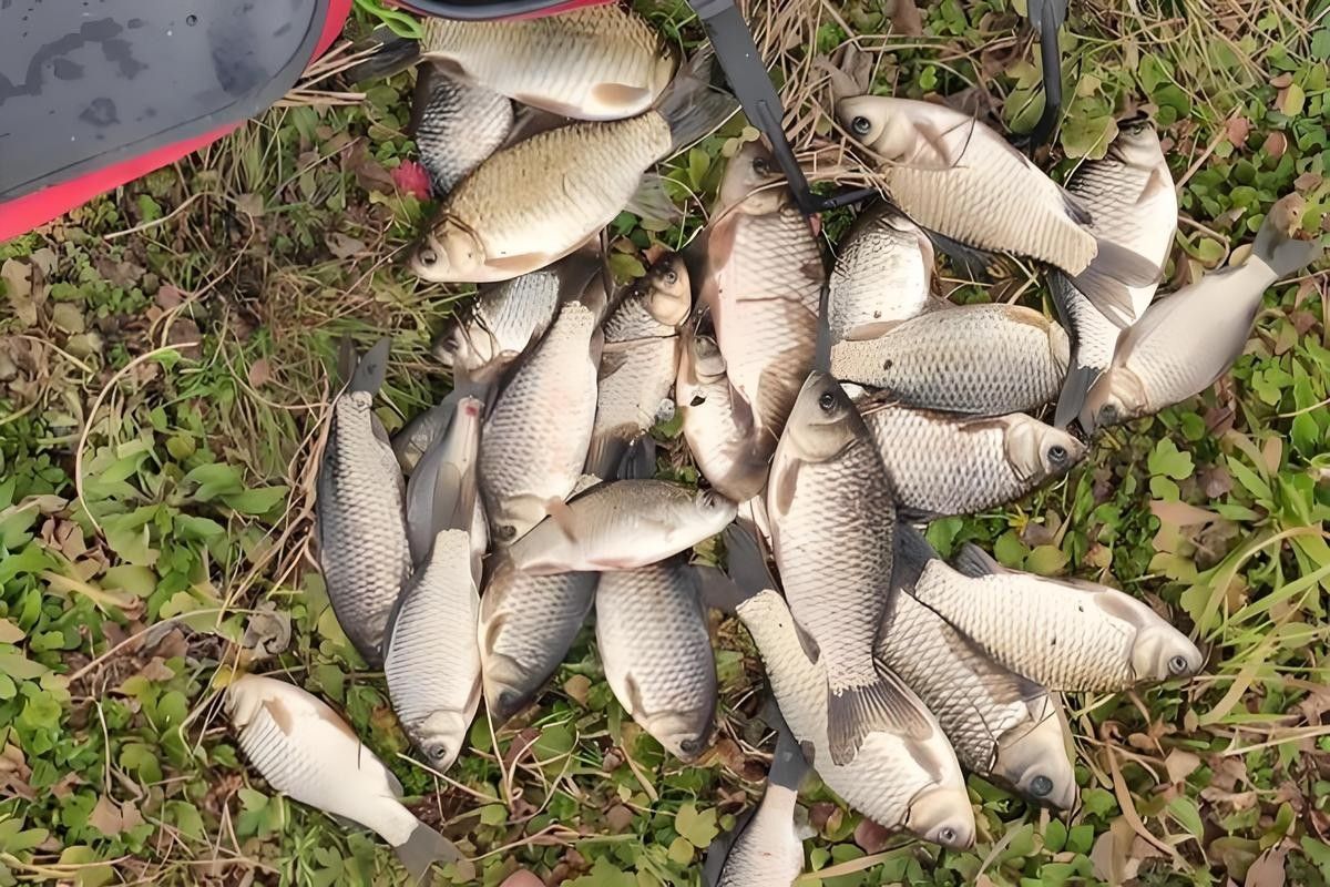 金龍魚打窩后多久發窩（金龍魚打窩后多久發窩，影響發窩時間的因素）