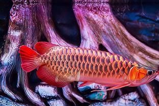 龍魚的價格為何如此昂貴