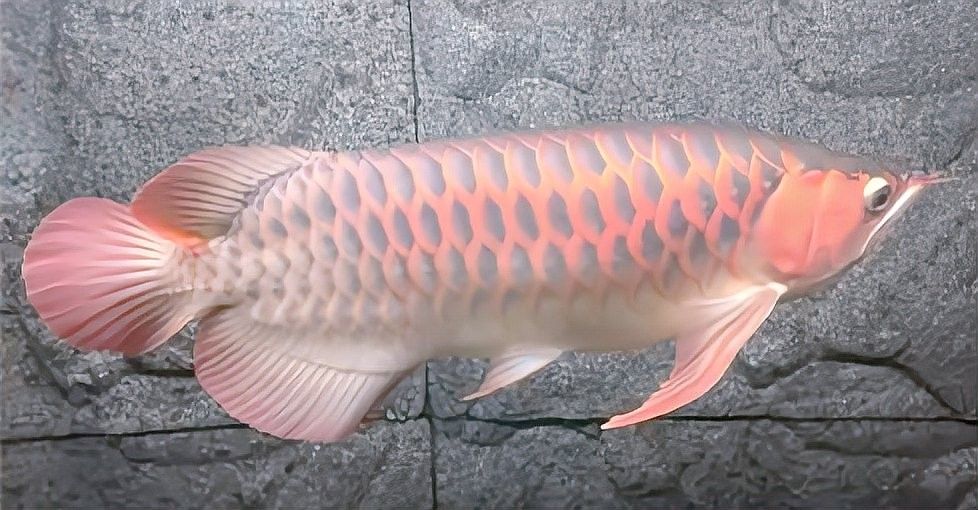 龍魚浮在水面多久會餓死？