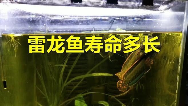 巴卡雷龍魚壽命有多長？