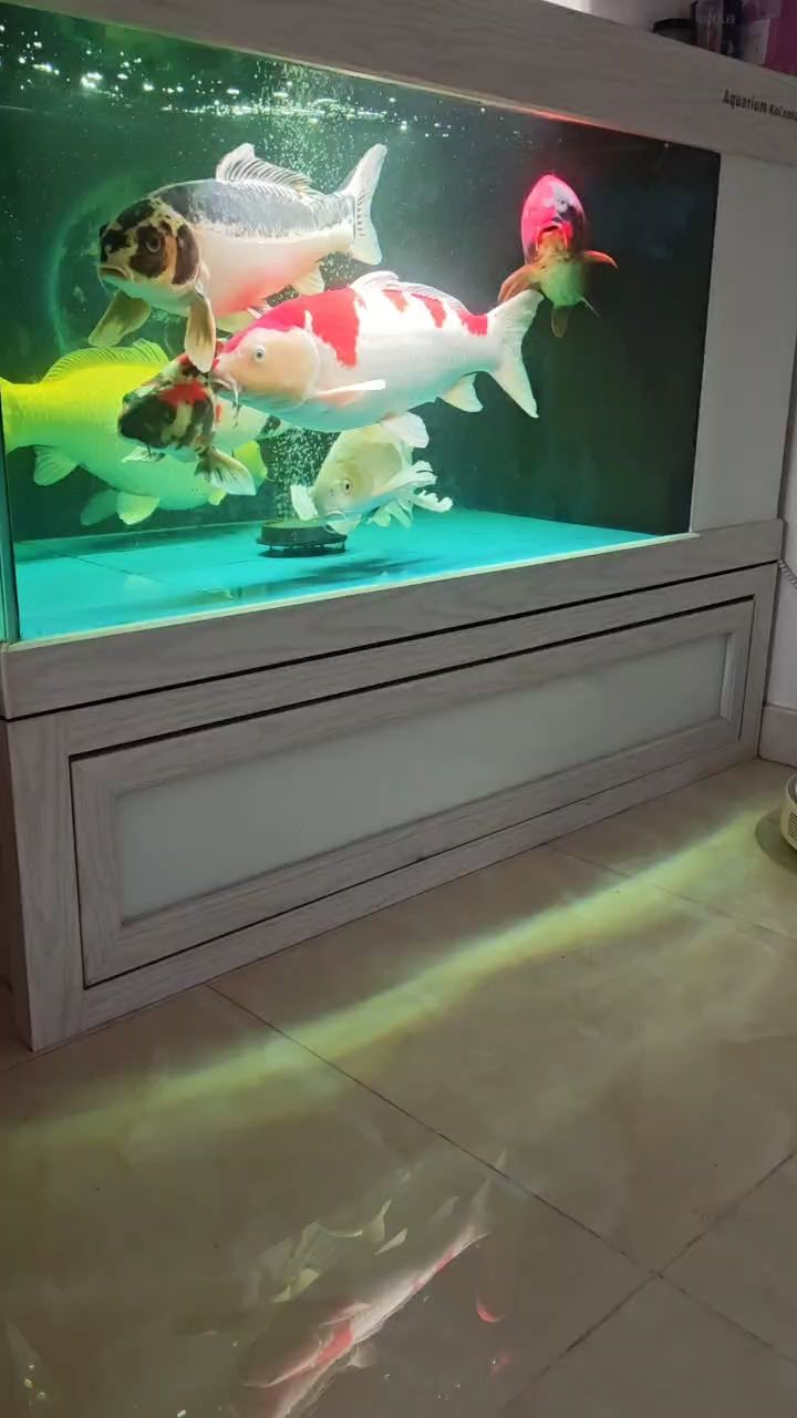 午休的魚（“午休的魚”在現代社會中的重要性）
