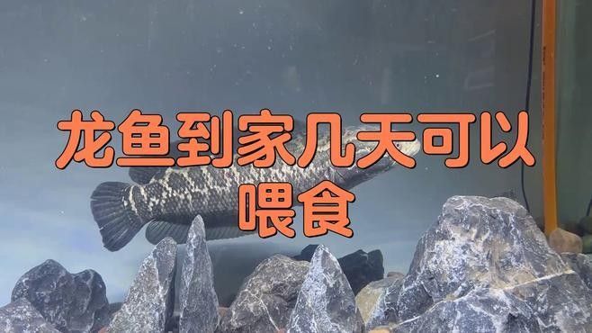 龍魚多久開口吃食