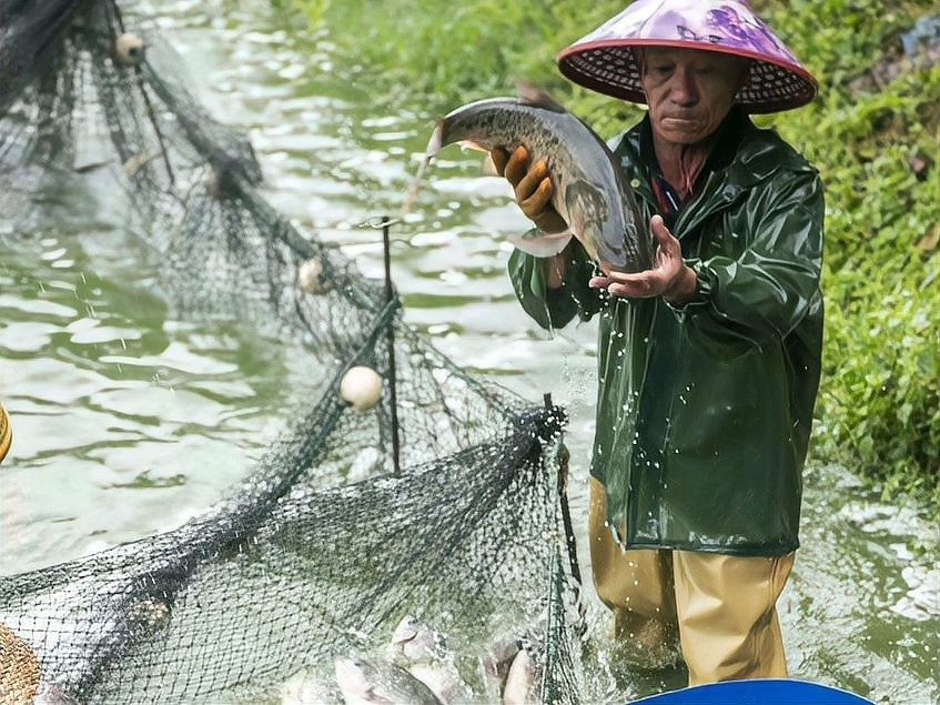 麗江龍魚卵的孵化條件是什么