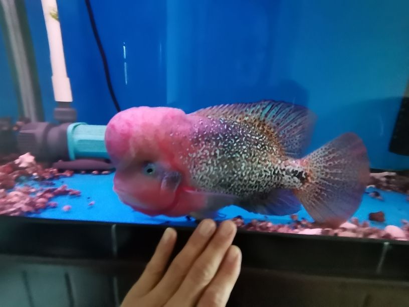 打卡（打卡可能有不同的含義和目的\