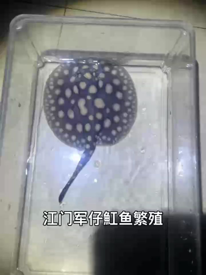 江門軍仔魟魚繁殖培育（軍仔魟魚繁殖培育項目）