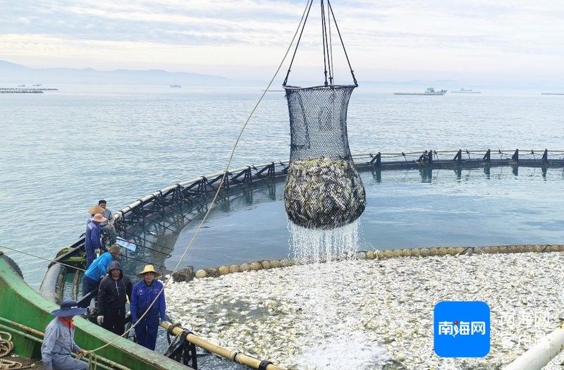 粗線銀板魚的市場需求如何？（粗線銀板魚市場價格波動大嗎粗線銀板魚市場價格波動嗎）