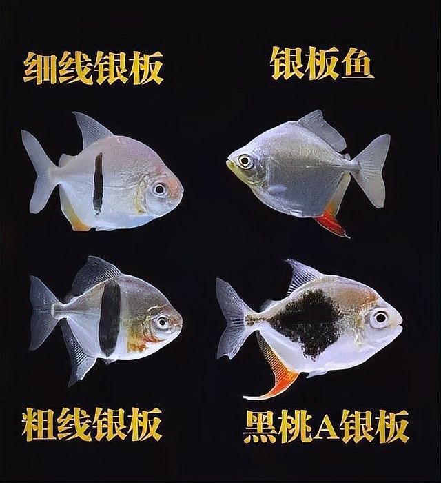 粗線銀板魚的市場需求如何？（粗線銀板魚市場價格波動大嗎粗線銀板魚市場價格波動嗎）