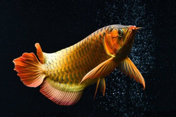 紅龍魚和七彩魚混養(yǎng)需要多久適應(yīng)？（紅龍魚和七彩魚混養(yǎng)需要注意哪些問題？）