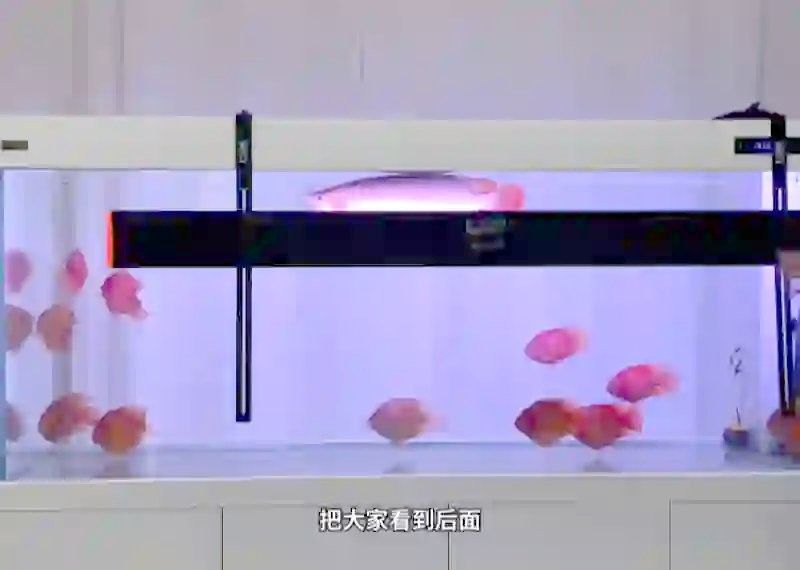 如何為龍魚選擇合適的光譜？