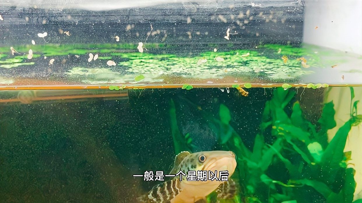 幻藍雷龍魚繁殖周期是多久（小罡日常vlog，雷龍魚的繁殖周期）