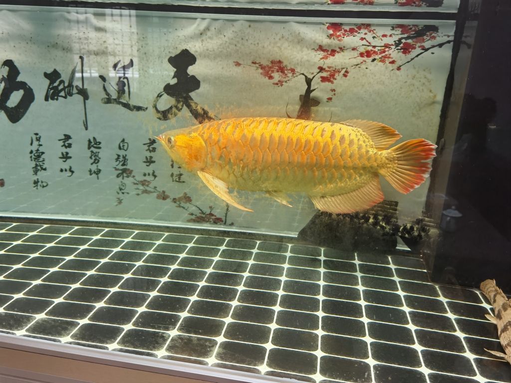 （探索未來城市：智能交通系統(tǒng)與可持續(xù)）