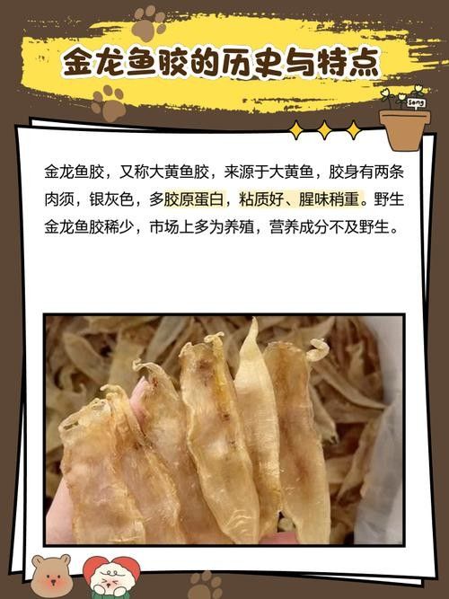 金龍魚膠絲有哪些品種？