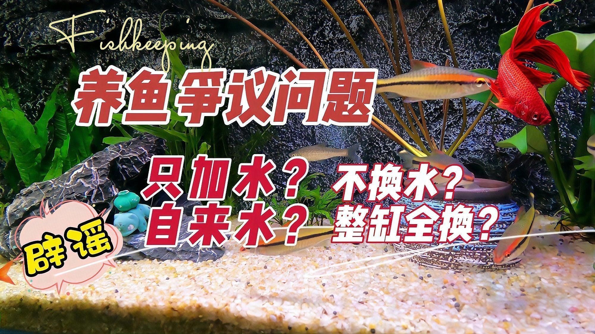換水時如何保持水溫穩(wěn)定？（養(yǎng)魚換水時如何保持水溫穩(wěn)定）