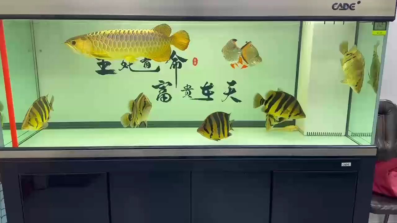 漂亮（心理學：美麗與魅力的探索）