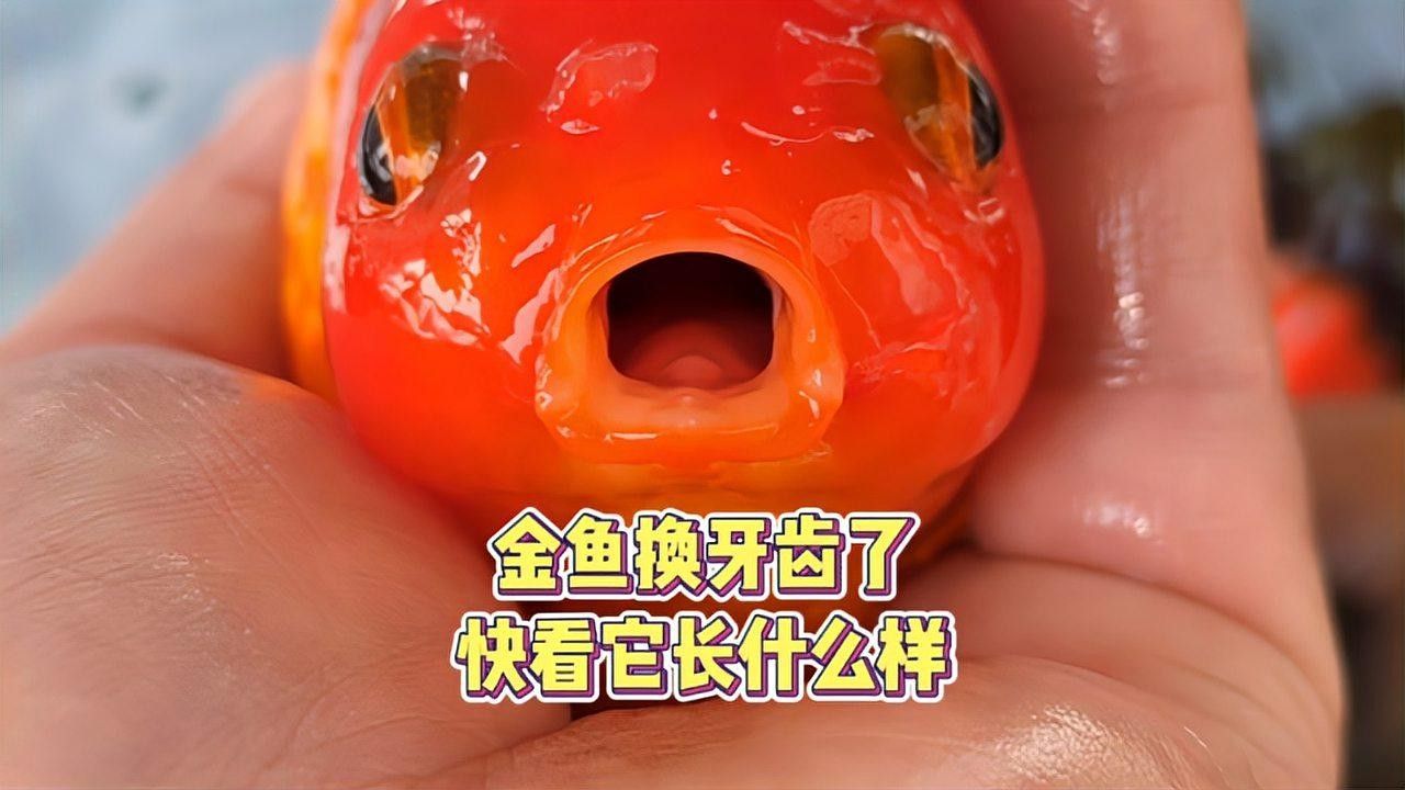 金龍魚牙齒的替換頻率（金龍魚牙齒替換頻率）