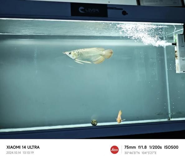 清水河哪個(gè)水族館龍魚好？祥龍魚場(chǎng)龍魚（河祥龍魚場(chǎng)是當(dāng)?shù)刂乃屦^之一）