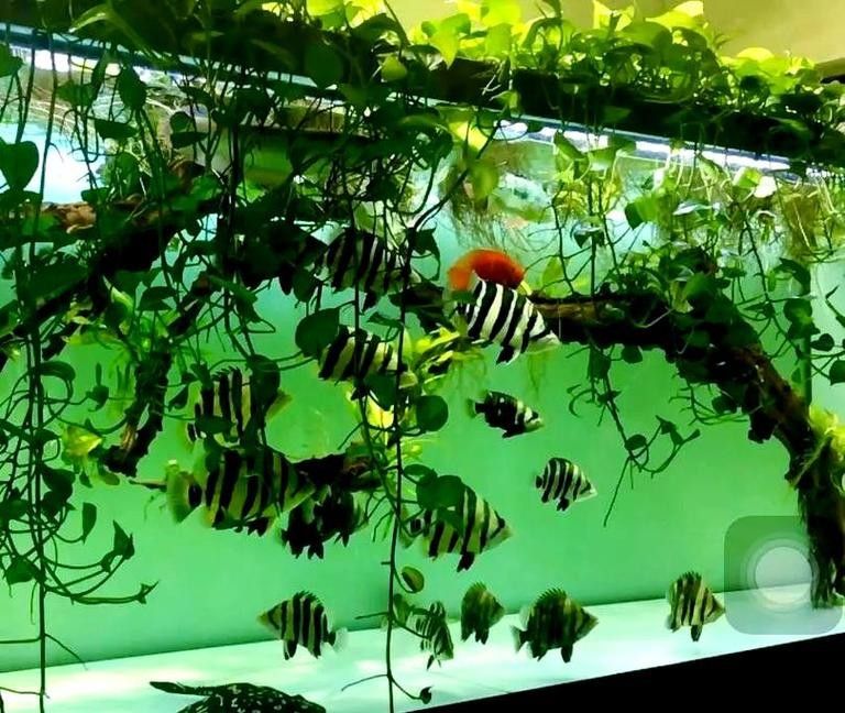 清水河哪個(gè)水族館龍魚好？祥龍魚場(chǎng)龍魚（河祥龍魚場(chǎng)是當(dāng)?shù)刂乃屦^之一）