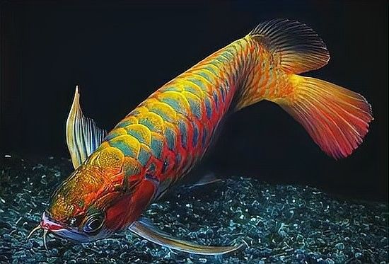清水河哪個(gè)水族館龍魚好？祥龍魚場(chǎng)龍魚（河祥龍魚場(chǎng)是當(dāng)?shù)刂乃屦^之一）