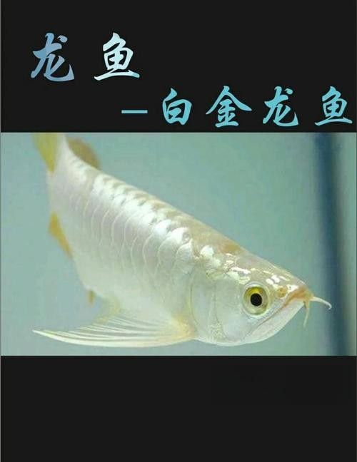 北京賣龍魚哪家店鋪口碑最好(北京賣龍魚哪家店鋪口碑最佳) 龍魚百科 第5張 北京賣龍魚哪家店鋪口碑最好(北京賣龍魚哪家店鋪口碑最佳) 北京賣龍魚哪家店鋪口碑最好(北京賣龍魚哪家店鋪口碑最佳) 龍魚百科 第5張