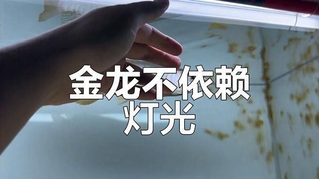 金龍魚燈光如何與自然光結(jié)合