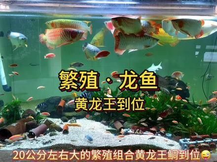 上海龍魚大賽的未來發(fā)展方向（上海龍魚大賽未來發(fā)展方向）