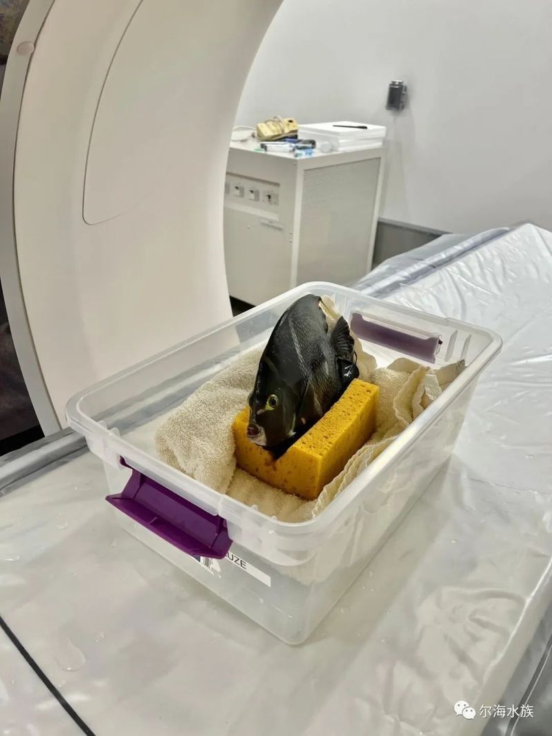 如何查詢龍魚芯片信息？（如何查詢龍魚芯片的信息？）