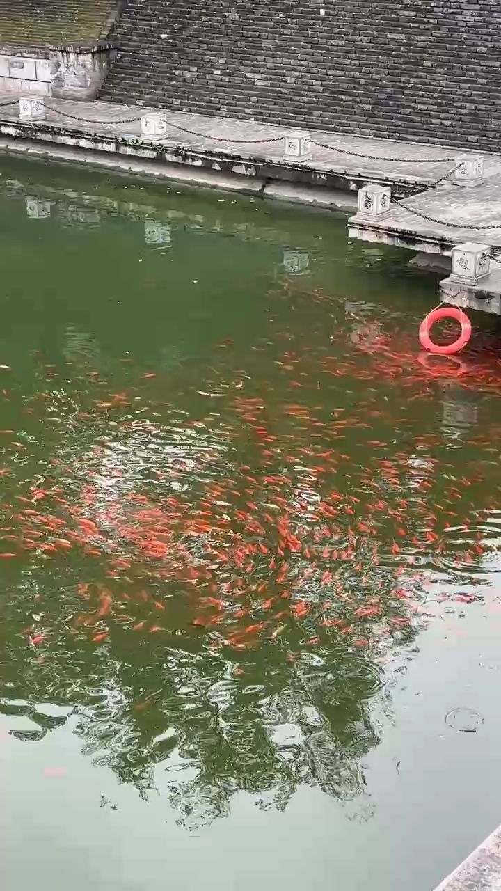 金魚(yú)（河里好多魚(yú),這可咋001）