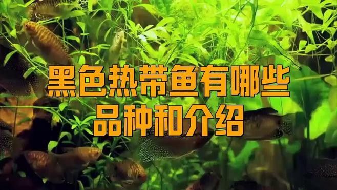 哪些龍魚品種適合黑缸養殖？（適合在黑缸中養殖的龍魚品種）