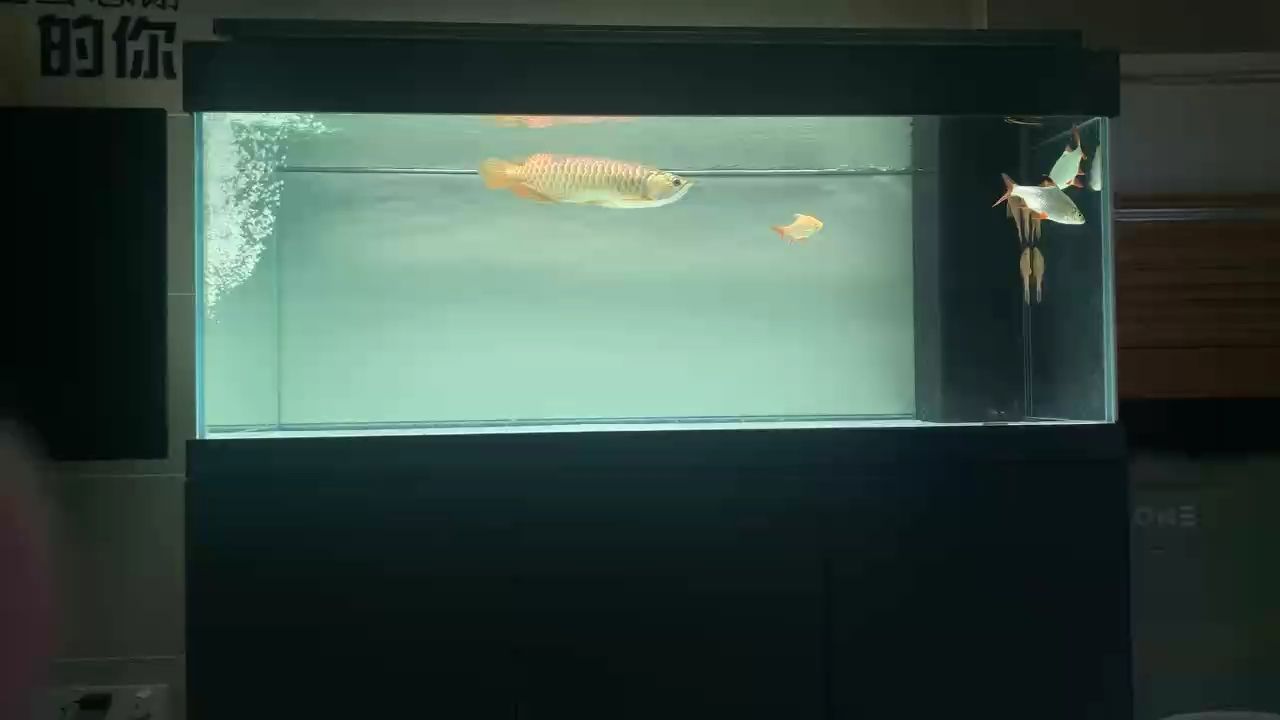 看魚（永世神選露西亞評(píng)論：觀賞魚對(duì)生態(tài)系統(tǒng)的潛在影響）