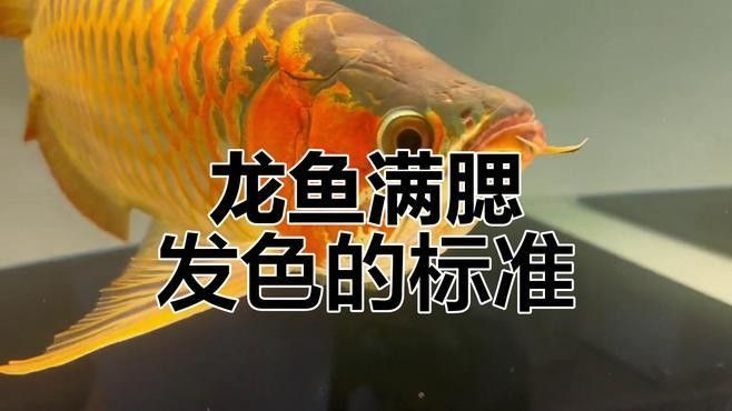 如何判斷淡水海龍魚是否吃飽？（如何判斷海龍魚是否吃飽）