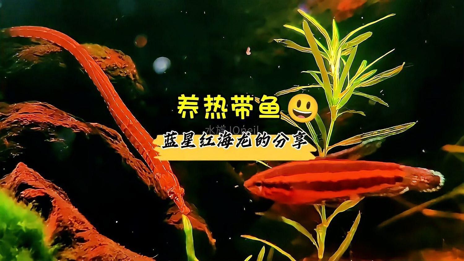 如何判斷淡水海龍魚是否吃飽？（如何判斷海龍魚是否吃飽）