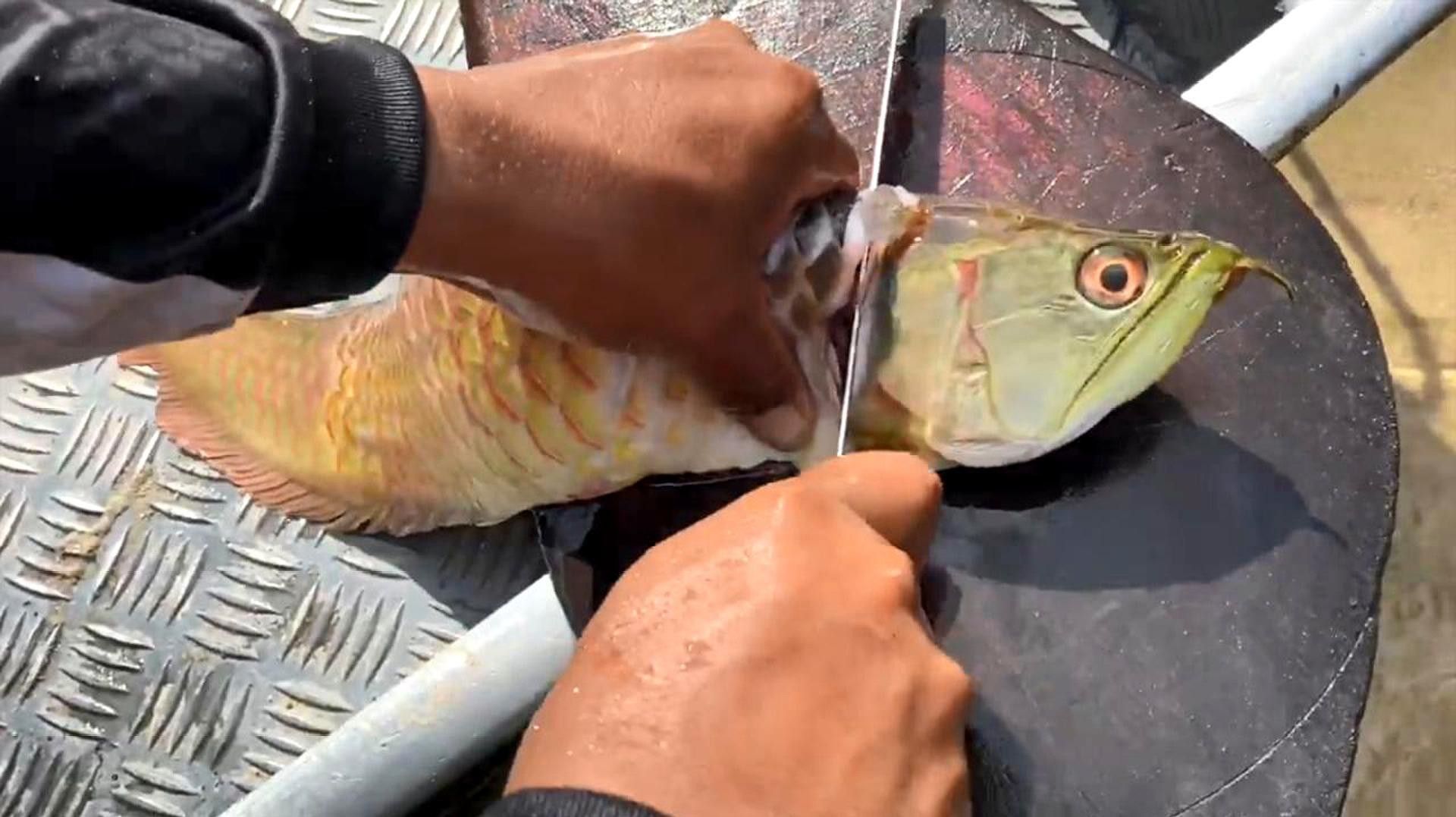 白龍魚和其他龍魚哪個更值錢（白龍魚和普通龍魚哪個更值錢？）