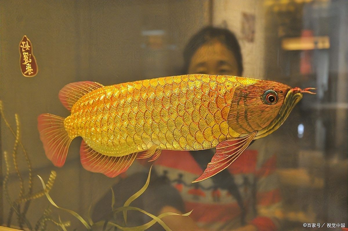 白龍魚和其他龍魚哪個更值錢（白龍魚和普通龍魚哪個更值錢？）