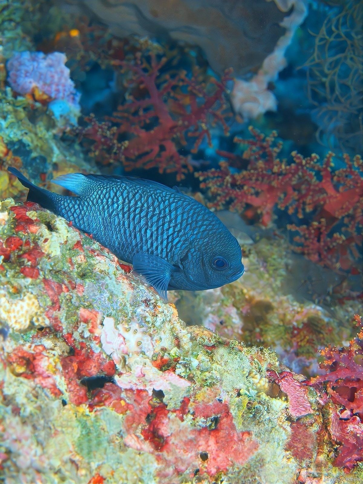 六角龍魚繁殖頻率是多久一次（六角恐龍魚的繁殖頻率是多少）