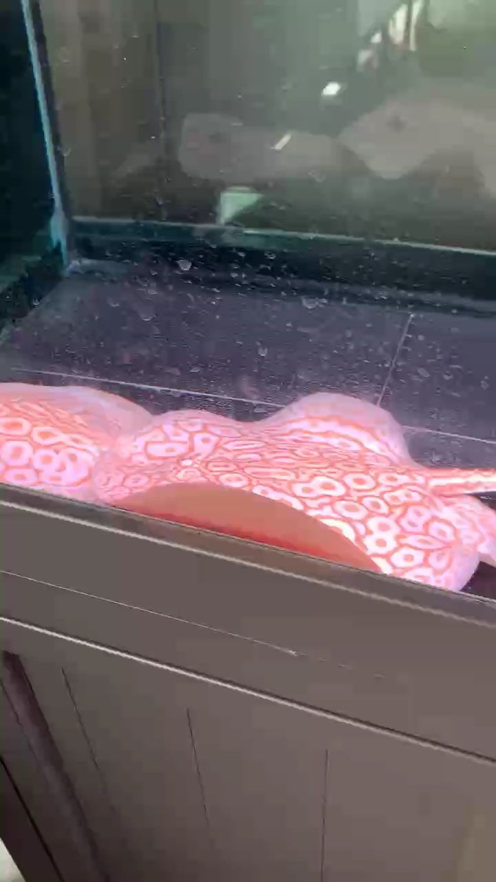 掃魚缸不錯呀（掃地機器人清理魚缸的方式）
