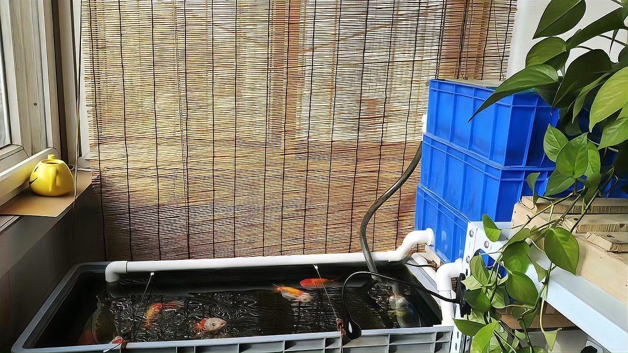 如何搭建和維護一個滴流過濾系統？（魚缸上濾滴流盒設置全攻略）