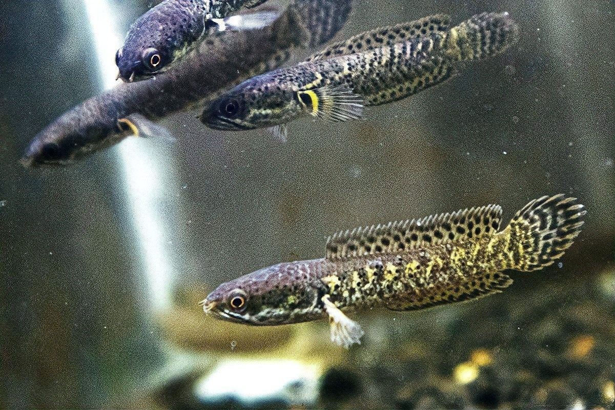 雷龍魚繁殖一次產多少卵？（雷龍魚繁殖期投喂雷魚為什么肚子里全是魚籽海南加宸）