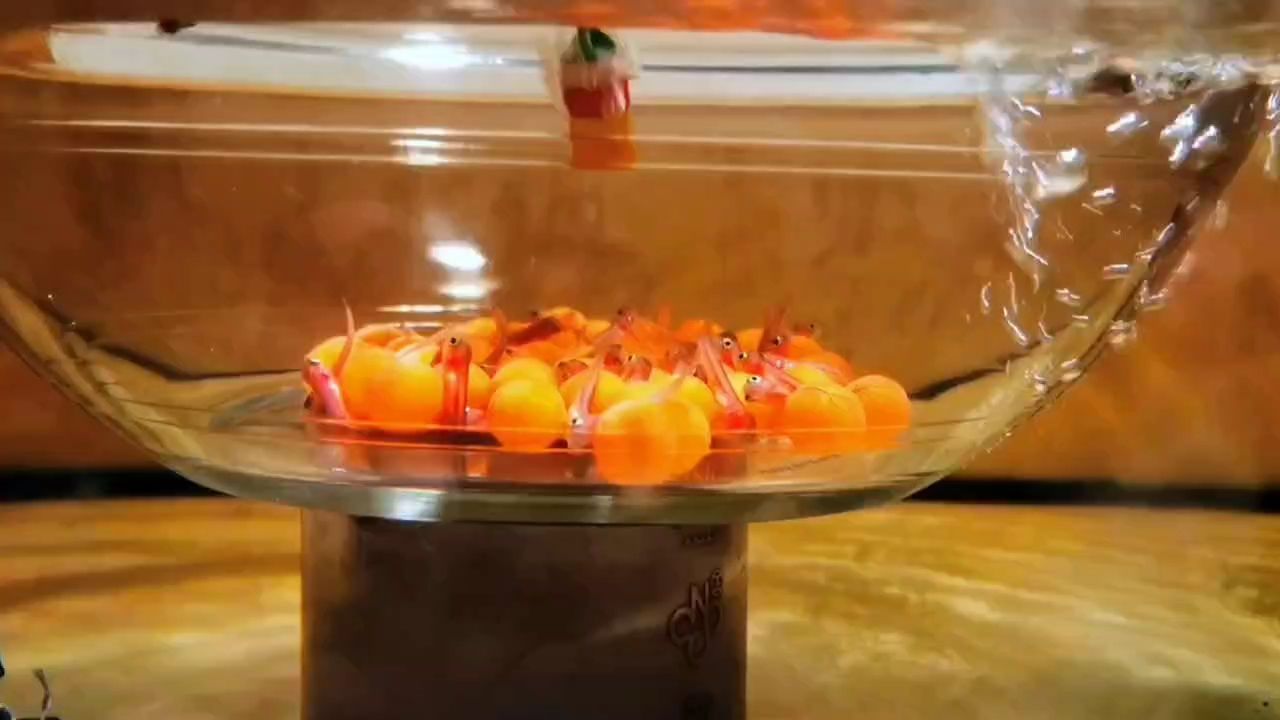 魚(yú)寶寶（萌路e評(píng)論：魚(yú)寶寶在人類文化中的作用以及在人類文化中的意義）